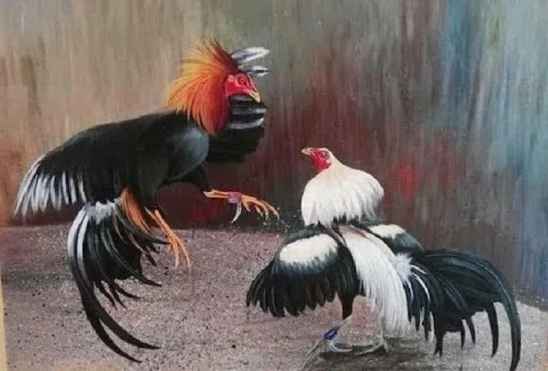 Đá gà Thomo thành lập và hoạt động hợp pháp  