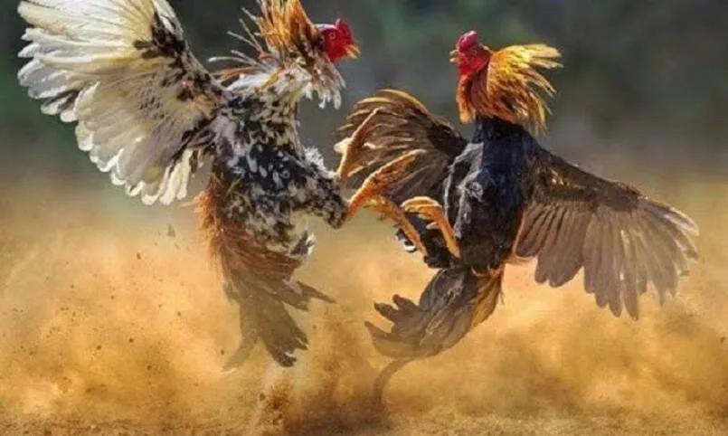 Đá gà trực tiếp là gì? - Một số hình thức đá gà thông dụng 2 Đá gà trực tiếp mang tới những trận đấu hấp dẫn và kịch tính