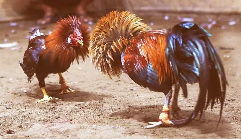 Điểm mạnh từ loại hình đá gà trực tiếp hôm nay đỉnh cao 3 Người chơi chủ động về thời gian tham gia giải trí đá gà